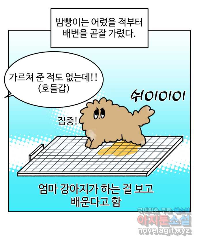 강아지는 멍멍하고 짖지 않아! 19화 - 배변 훈련 - 웹툰 이미지 2